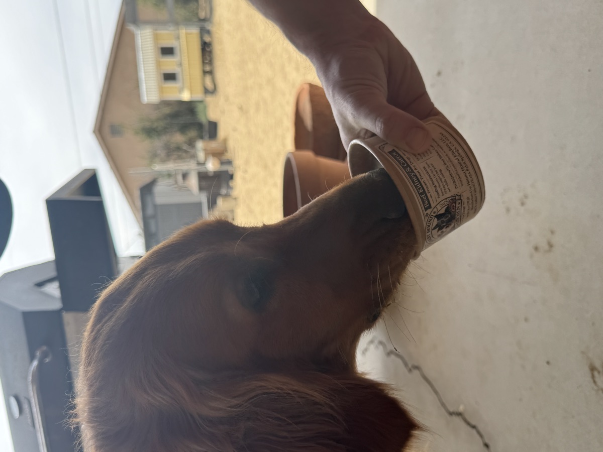 Golden retriever licking an Honest Hound treat cup