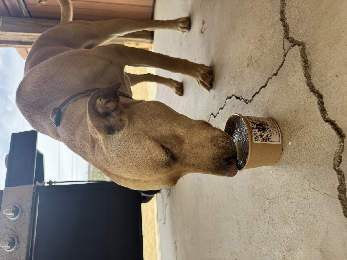 Tan dog finishing a treat cup on the patio